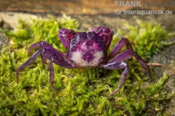 Pitaya-Vampirkrabbe Geosesarma sp., Zufällig ausgewählt
