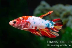Plakat Kampffisch Candy, Betta splendens, Männchen
