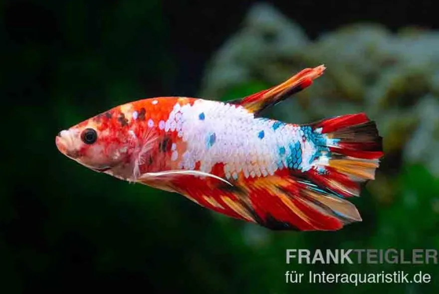 Plakat Kampffisch Candy, Betta splendens, Männchen