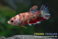 Plakat Kampffisch Candy, Betta splendens, Männchen