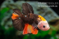 Plakat Kampffisch Fancy Color, Männchen, Betta splendens