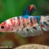 Plakat Kampffisch Koi, Männchen, Betta splendens, NZ