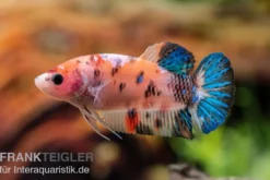 Plakat Kampffisch Koi, Männchen, Betta splendens, NZ