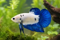 Plakat Kampffisch Opaque Blue Seam, Männchen, Betta splendens