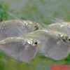 Platinbeilbauch, Thoracocharax securis/stellatus
