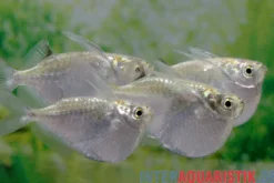 Platinbeilbauch, Thoracocharax securis/stellatus