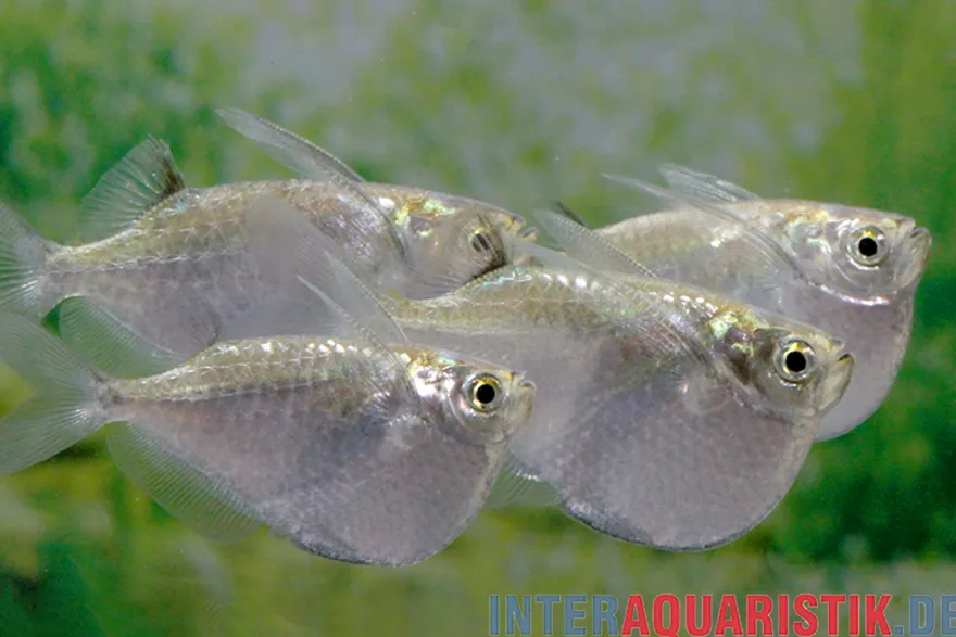 Platinbeilbauch, Thoracocharax securis/stellatus