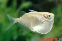 Platinbeilbauch, Thoracocharax securis/stellatus