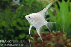 Platin-Skalar, Pterophyllum scalare