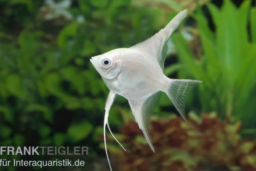 Platin-Skalar, Pterophyllum scalare