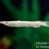 Platinum-Hechtling, Dermogenys pusillus "platinum", 3-4 cm NZ