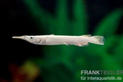 Platinum-Hechtling, Dermogenys pusillus "platinum", 3-4 cm NZ