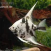 Platinum-Panda-Skalar, Pterophyllum scalare
