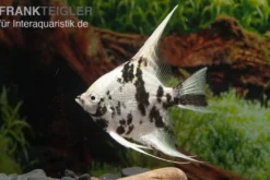 Platinum-Panda-Skalar, Pterophyllum scalare