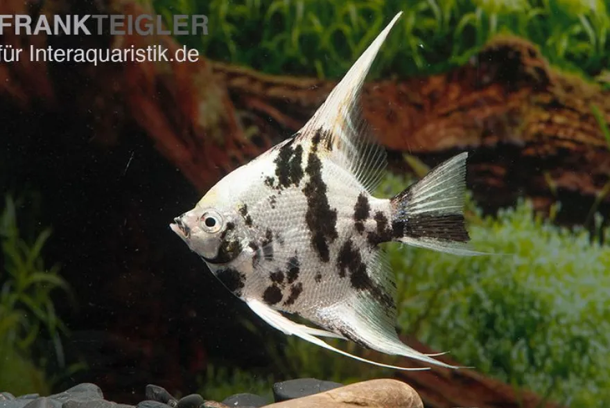 Platinum-Panda-Skalar, Pterophyllum scalare