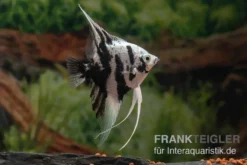 Platinum-Panda-Skalar, Pterophyllum scalare