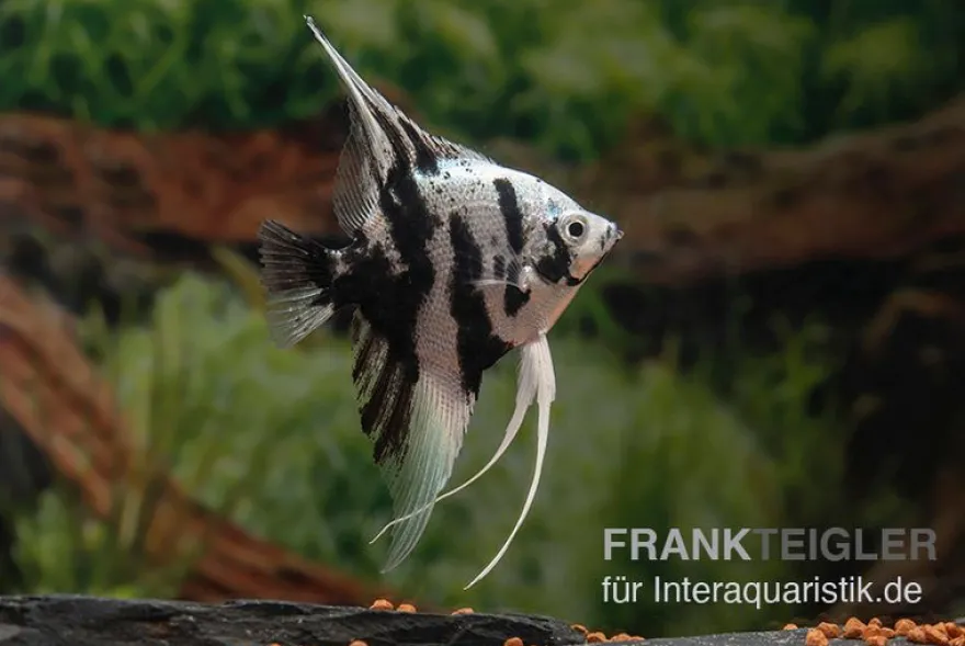 Platinum-Panda-Skalar, Pterophyllum scalare