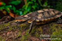 Plattschildkröte, Platemys platycephala
