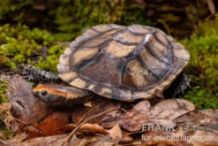 Plattschildkröte, Platemys platycephala