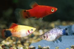 Platy Farbmix, Xiphophorus maculatus
