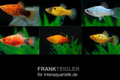 Platy Farbmix, Xiphophorus maculatus