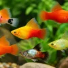 Platy Hochflossen-Mix, Xiphophorus maculatus High Fin MIX