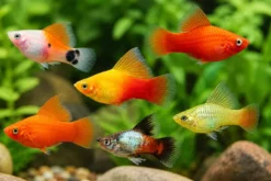 Platy Hochflossen-Mix, Xiphophorus maculatus High Fin MIX