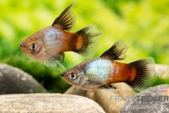 Platy Hochflossen-Mix, Xiphophorus maculatus High Fin MIX
