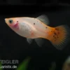 Platy silber-pink, Xiphophorus maculatus