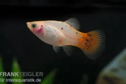 Platy silber-pink, Xiphophorus maculatus