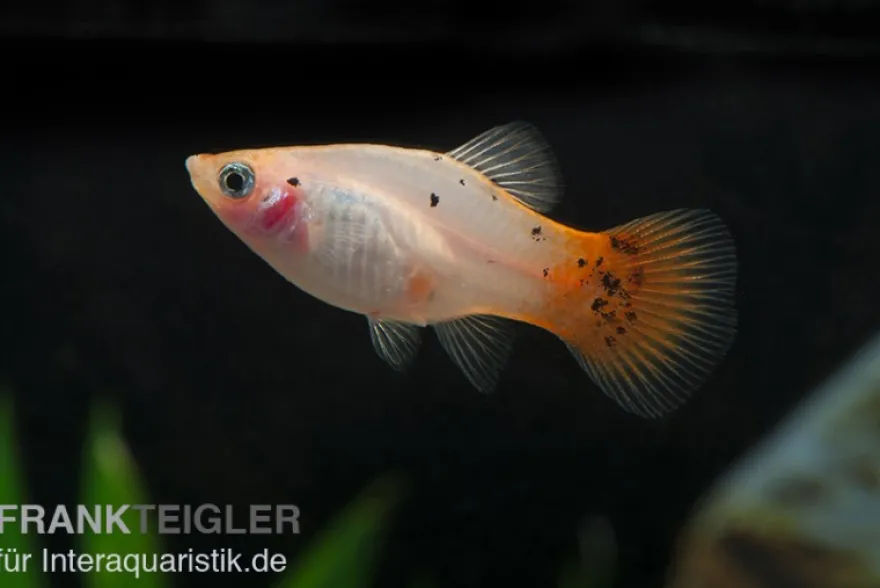 Platy silber-pink, Xiphophorus maculatus