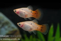Platy silber-pink, Xiphophorus maculatus