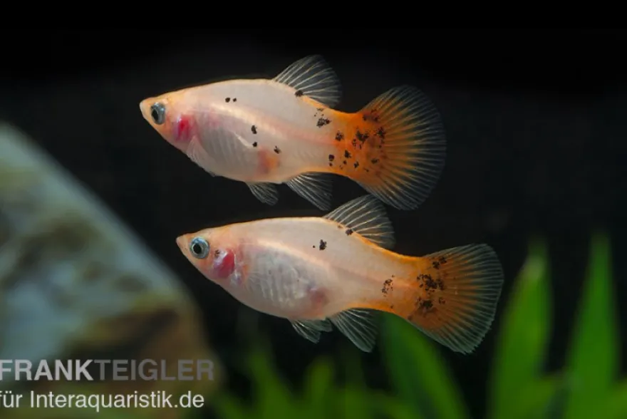 Platy silber-pink, Xiphophorus maculatus