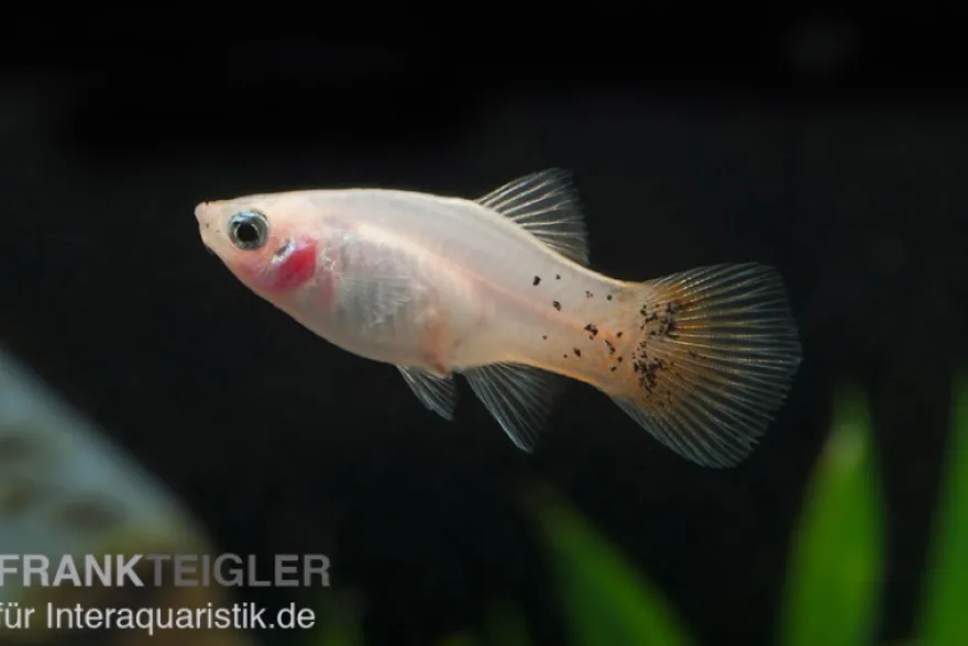 Platy silber-pink, Xiphophorus maculatus