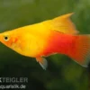 Platy Sunset High Fin, Xiphophorus maculatus