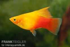 Platy Sunset High Fin, Xiphophorus maculatus