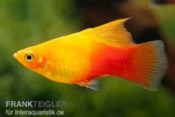 Platy Sunset High Fin, Xiphophorus maculatus