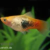 Platy Sunset Tuxedo, Xiphophorus maculatus