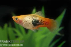 Platy Sunset Tuxedo, Xiphophorus maculatus