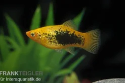 Platy Sunset Tuxedo, Xiphophorus maculatus