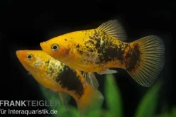 Platy Sunset Tuxedo, Xiphophorus maculatus
