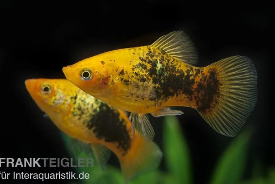 Platy Sunset Tuxedo, Xiphophorus maculatus