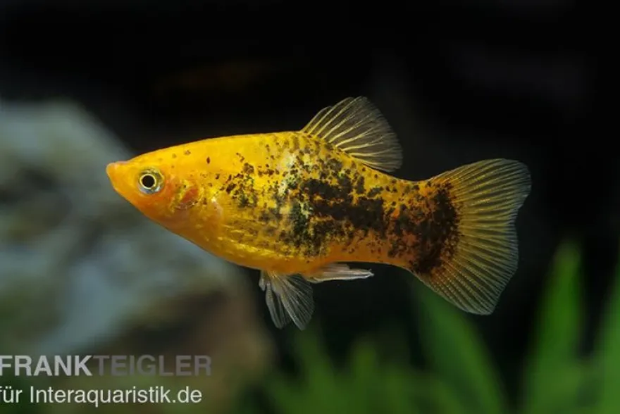 Platy Sunset Tuxedo, Xiphophorus maculatus