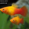 Platy Sunset, Xiphophorus maculatus