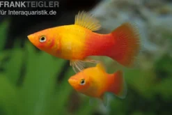 Platy Sunset, Xiphophorus maculatus