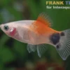 Platy Tropic Red Top Mickey Mouse, Xiphophorus maculatus