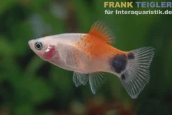 Platy Tropic Red Top Mickey Mouse, Xiphophorus maculatus