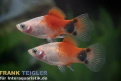 Platy Tropic Red Top Mickey Mouse, Xiphophorus maculatus