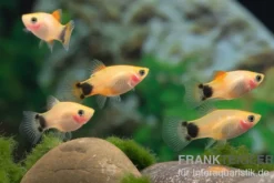 Platy Tropic Red Top Mickey Mouse, Xiphophorus maculatus