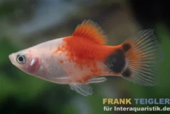 Platy Tropic Red Top Mickey Mouse, Xiphophorus maculatus